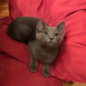 Meet your Posher, Kali